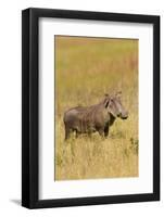 Warthog-Michele Westmorland-Framed Photographic Print