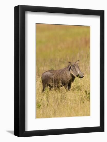 Warthog-Michele Westmorland-Framed Photographic Print