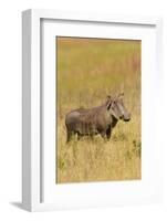 Warthog-Michele Westmorland-Framed Photographic Print