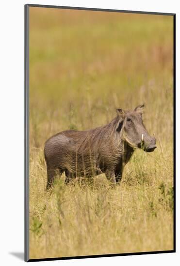 Warthog-Michele Westmorland-Mounted Photographic Print