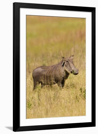 Warthog-Michele Westmorland-Framed Photographic Print