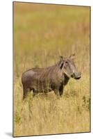 Warthog-Michele Westmorland-Mounted Photographic Print