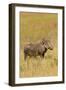 Warthog-Michele Westmorland-Framed Photographic Print