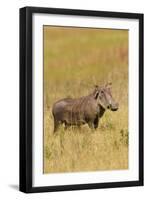 Warthog-Michele Westmorland-Framed Photographic Print