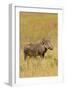 Warthog-Michele Westmorland-Framed Photographic Print