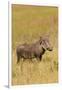 Warthog-Michele Westmorland-Framed Photographic Print