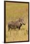 Warthog-Michele Westmorland-Framed Photographic Print