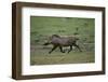 Warthog-DLILLC-Framed Photographic Print