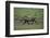 Warthog-DLILLC-Framed Photographic Print