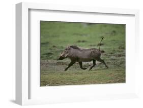 Warthog-DLILLC-Framed Photographic Print