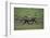 Warthog-DLILLC-Framed Photographic Print