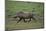 Warthog-DLILLC-Mounted Photographic Print