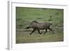 Warthog-DLILLC-Framed Photographic Print