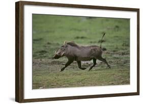 Warthog-DLILLC-Framed Photographic Print