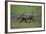 Warthog-DLILLC-Framed Photographic Print