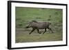 Warthog-DLILLC-Framed Photographic Print