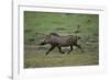 Warthog-DLILLC-Framed Photographic Print