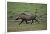 Warthog-DLILLC-Framed Photographic Print