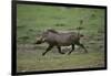 Warthog-DLILLC-Framed Photographic Print