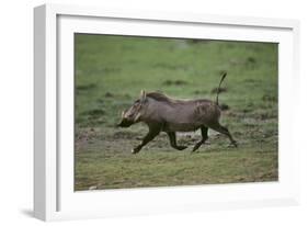 Warthog-DLILLC-Framed Photographic Print