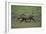 Warthog-DLILLC-Framed Photographic Print