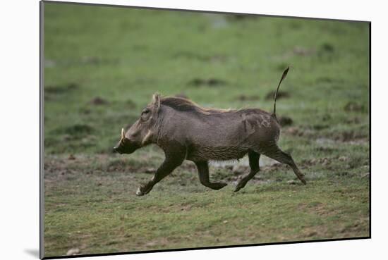 Warthog-DLILLC-Mounted Photographic Print