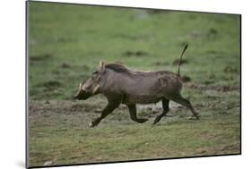 Warthog-DLILLC-Mounted Photographic Print