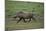 Warthog-DLILLC-Mounted Photographic Print