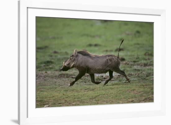 Warthog-DLILLC-Framed Photographic Print