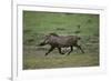 Warthog-DLILLC-Framed Photographic Print