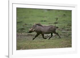 Warthog-DLILLC-Framed Photographic Print