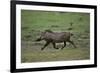 Warthog-DLILLC-Framed Photographic Print