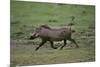 Warthog-DLILLC-Mounted Photographic Print