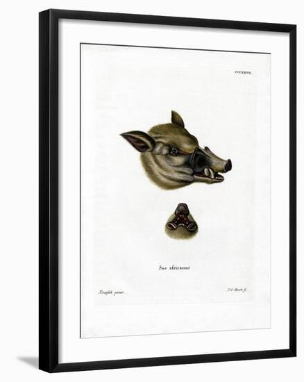 Warthog-null-Framed Premium Giclee Print