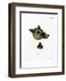 Warthog-null-Framed Giclee Print