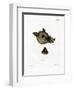 Warthog-null-Framed Giclee Print