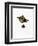 Warthog-null-Framed Premium Giclee Print