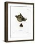 Warthog-null-Framed Giclee Print