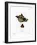 Warthog-null-Framed Giclee Print