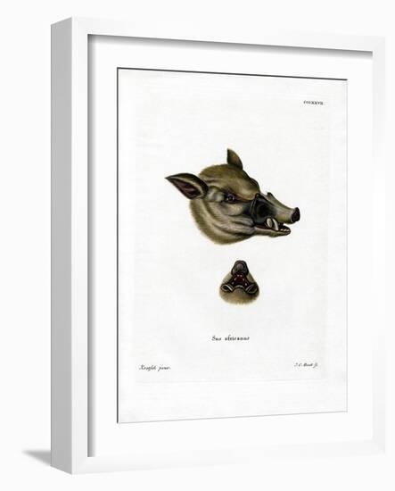 Warthog-null-Framed Giclee Print