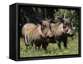 Warthogs (Phacochoerus Aethiopicus), Addo Elephant National Park, South Africa, Africa-James Hager-Framed Stretched Canvas