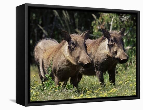 Warthogs (Phacochoerus Aethiopicus), Addo Elephant National Park, South Africa, Africa-James Hager-Framed Stretched Canvas