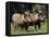 Warthogs (Phacochoerus Aethiopicus), Addo Elephant National Park, South Africa, Africa-James Hager-Framed Stretched Canvas