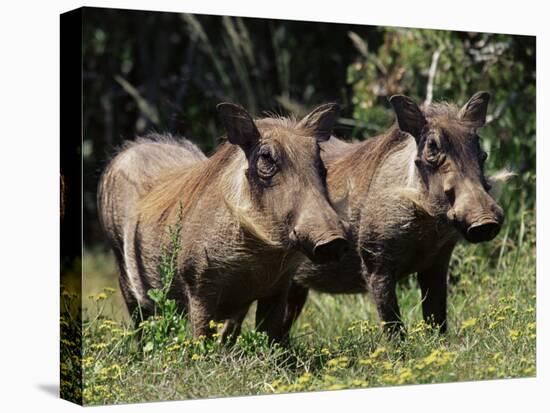 Warthogs (Phacochoerus Aethiopicus), Addo Elephant National Park, South Africa, Africa-James Hager-Stretched Canvas