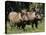 Warthogs (Phacochoerus Aethiopicus), Addo Elephant National Park, South Africa, Africa-James Hager-Stretched Canvas