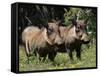 Warthogs (Phacochoerus Aethiopicus), Addo Elephant National Park, South Africa, Africa-James Hager-Framed Stretched Canvas