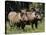 Warthogs (Phacochoerus Aethiopicus), Addo Elephant National Park, South Africa, Africa-James Hager-Stretched Canvas