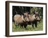 Warthogs (Phacochoerus Aethiopicus), Addo Elephant National Park, South Africa, Africa-James Hager-Framed Premium Photographic Print