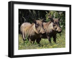 Warthogs (Phacochoerus Aethiopicus), Addo Elephant National Park, South Africa, Africa-James Hager-Framed Premium Photographic Print