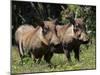 Warthogs (Phacochoerus Aethiopicus), Addo Elephant National Park, South Africa, Africa-James Hager-Mounted Premium Photographic Print